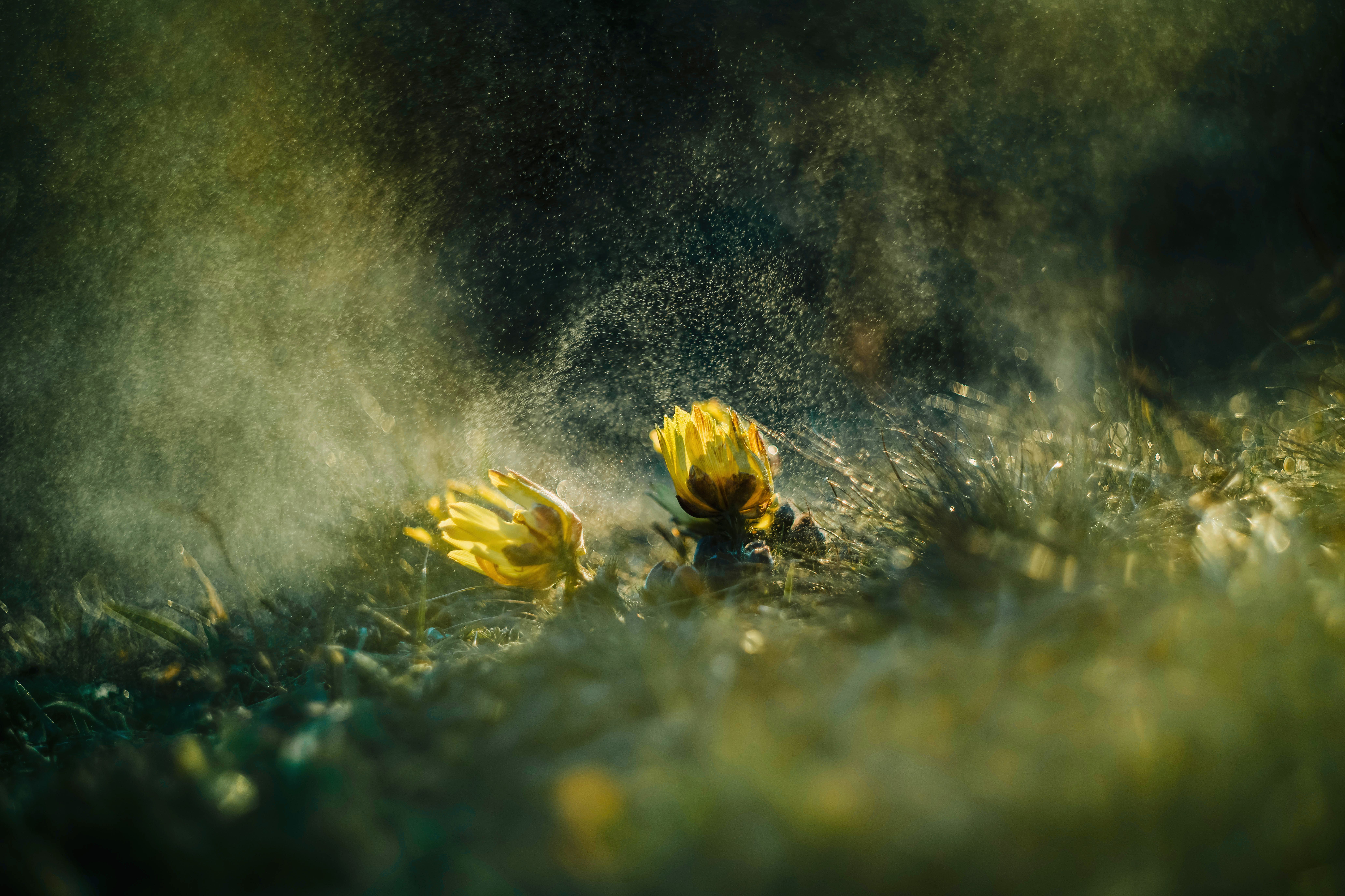 Macro Flower Slow Motion Mist Photos, Download The BEST Free Macro ...