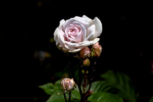 Shallow Focus Photography of White Flower