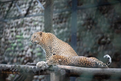 Leopards on a Wooden Bridge