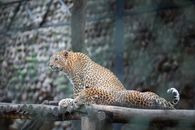 Leopard on Black Rock