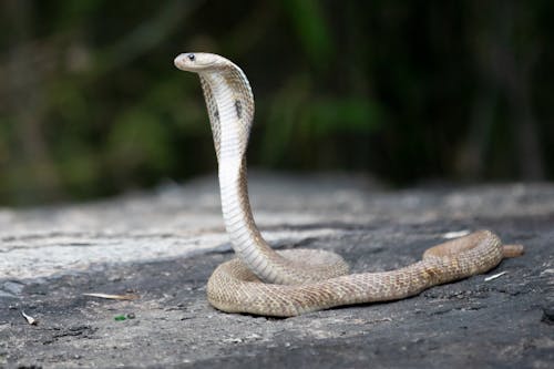 Gratis Immagine gratuita di cobra, fauna selvatica, fotografia di animali Foto a disposizione