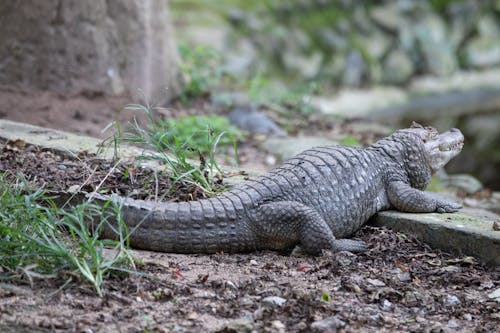 Gratuit Imagine de stoc gratuită din animal, crocodil, faună sălbatică Fotografie de stoc