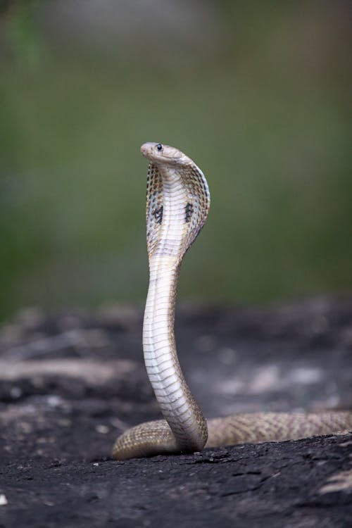 A Venomous Cobra Snake