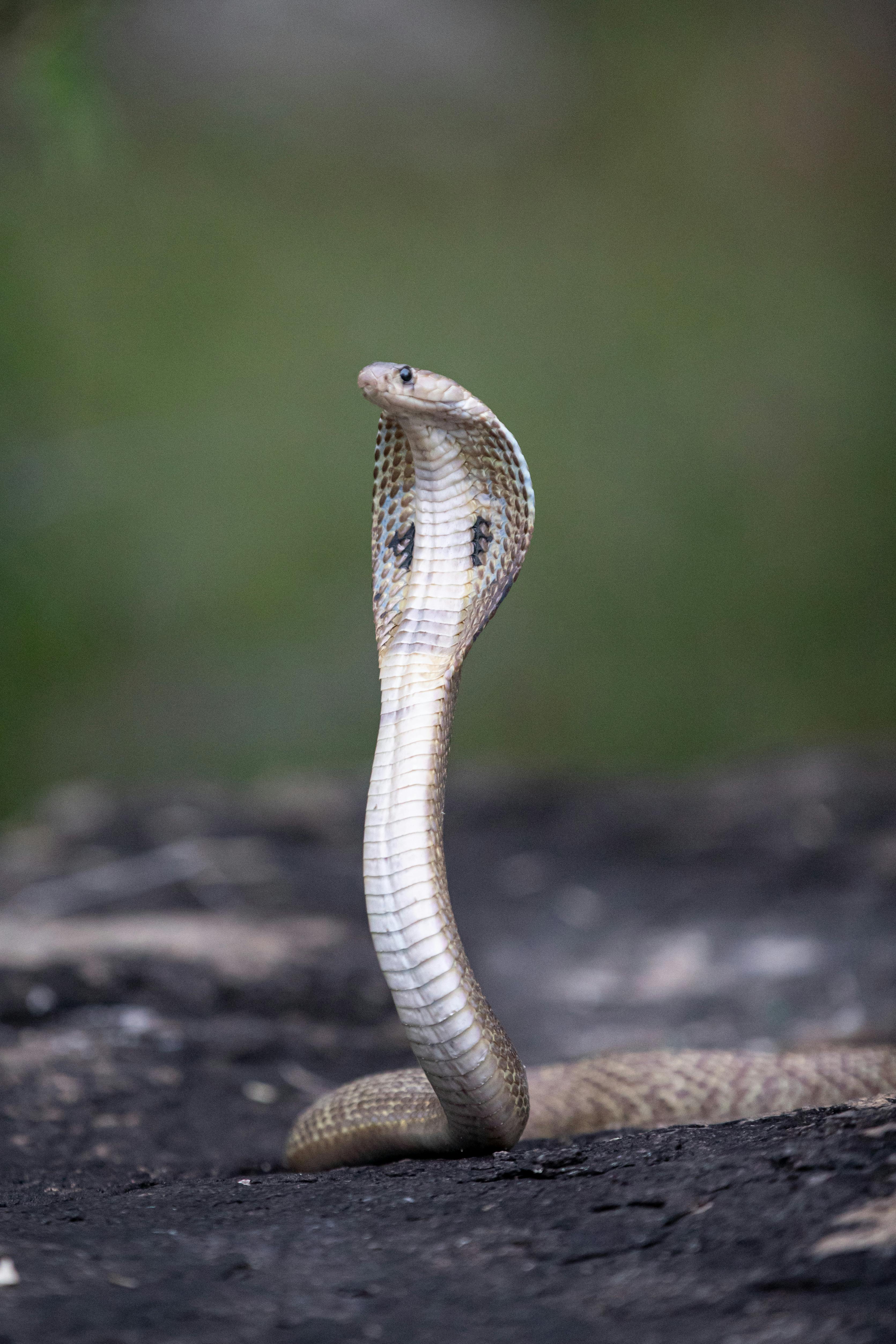 Foto Uma cobra azul e preta deitada no chão – Imagem de Cobra grátis no  Unsplash