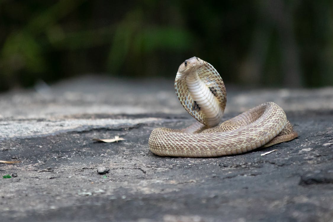 cobra snake scales