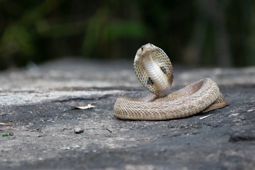 コブラ, ヘビ, 動物の写真の無料の写真素材