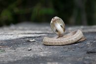 Brown Snake on Gray Concrete Surface