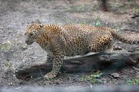 Leopard on Brown Tree Log