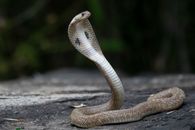 Brown Snake on Gray Concrete Floor