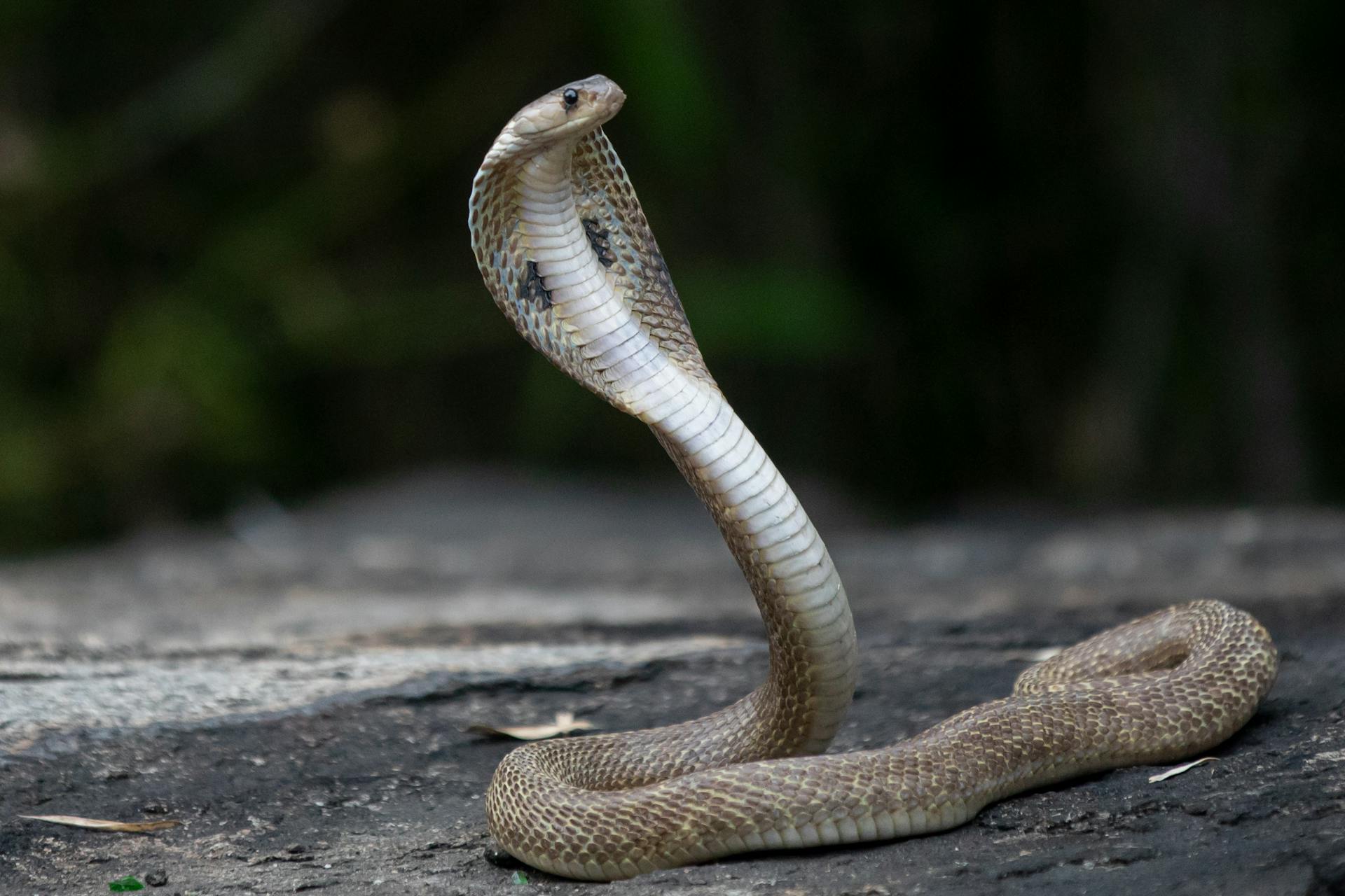 Close-up Photo of a Cobra