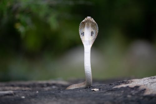 A Cobra Snake on the Ground