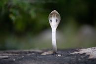 White Snake on Gray Soil