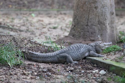 Kostenloses Stock Foto zu krokodil, reptil, tier