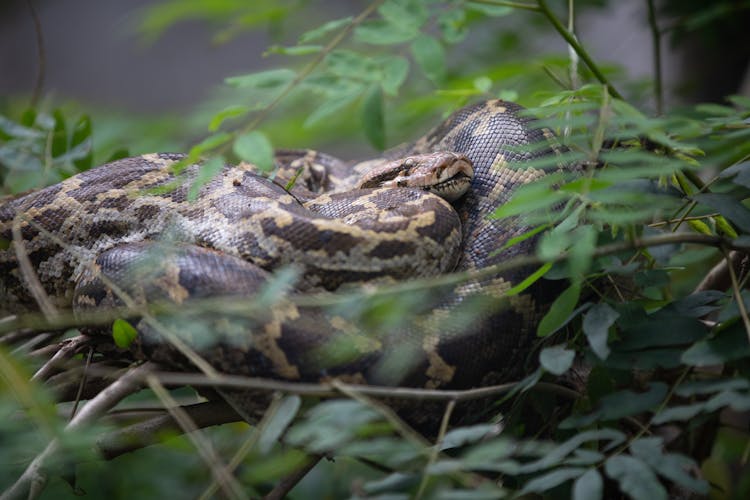 Photo Of A Curled Up Python