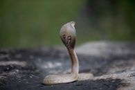 Brown Snake on Black Soil