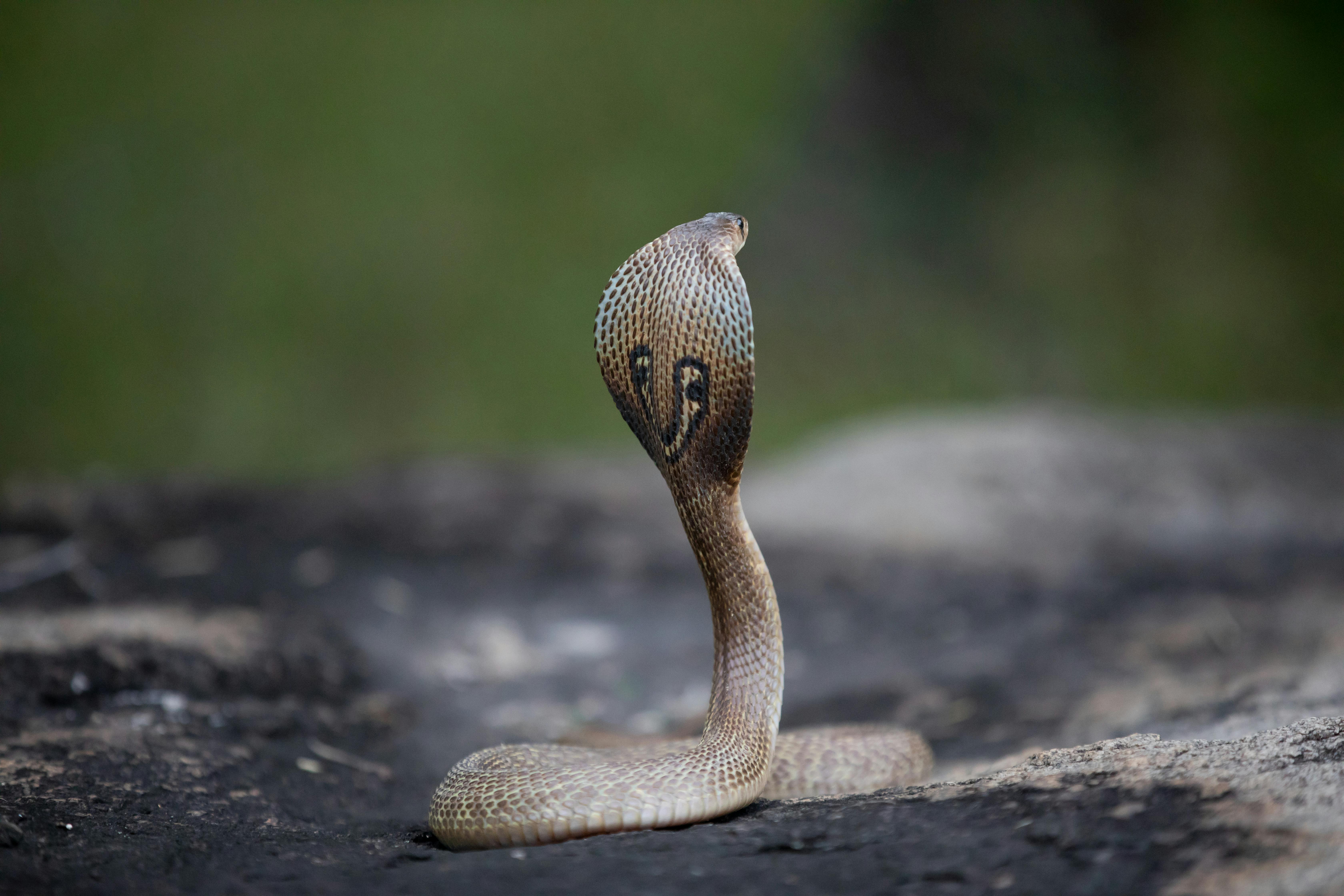 Foto Uma cobra azul e preta deitada no chão – Imagem de Cobra grátis no  Unsplash