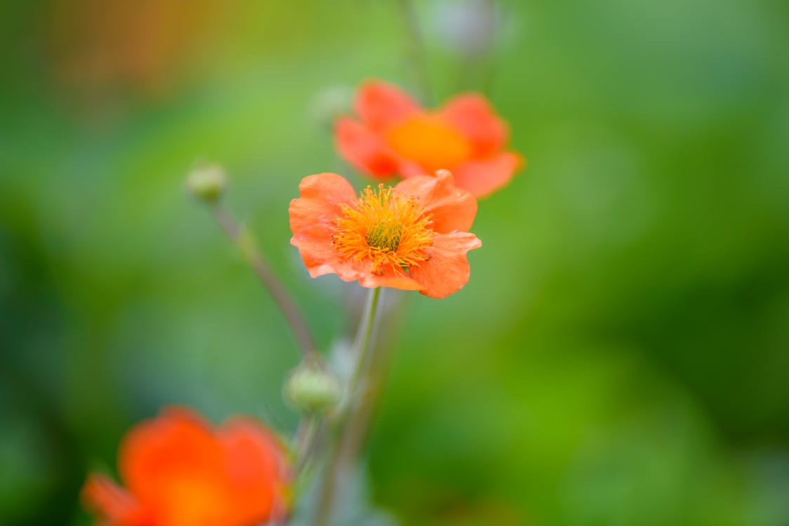 オレンジポピーの花のマクロ写真