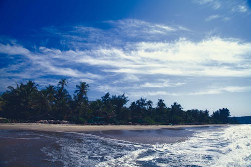 免費 海濱椰子樹的風景攝影 圖庫相片