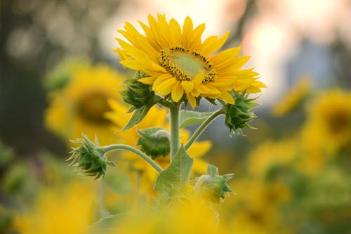 Free Sunflower in Close-up Photography Stock Photo