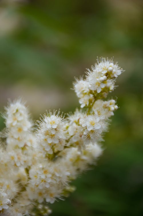 Imagine de stoc gratuită din floare frumoasa, fotografie macro, macro shot