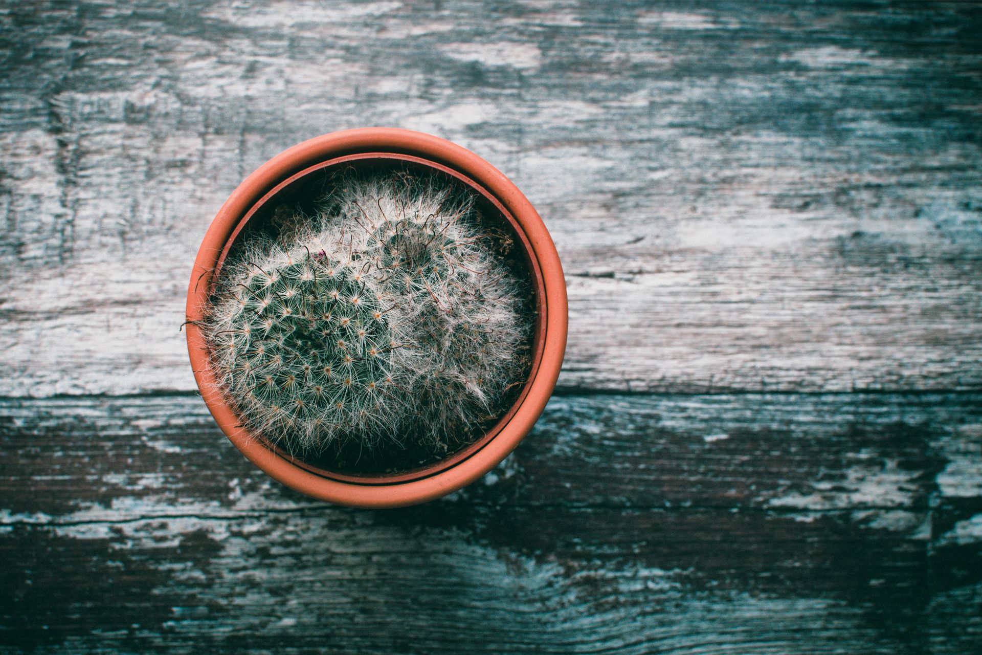Top view of a round, prickly cactus plant in a terracotta pot on a wooden surface.