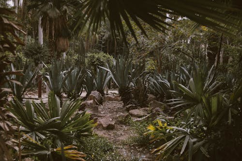 Ilmainen kuvapankkikuva tunnisteilla eksoottinen, kaktukset, kasvi