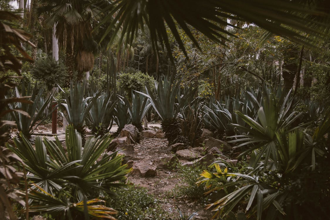 Plantas De Hojas Verdes