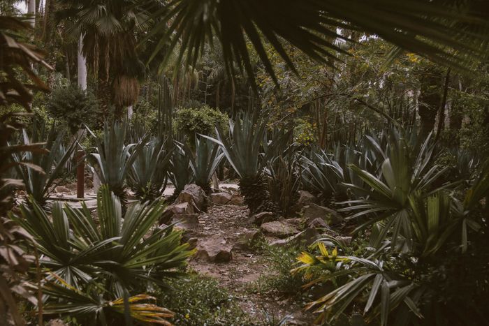 Thick tropical leaves lining a shaded garden walk