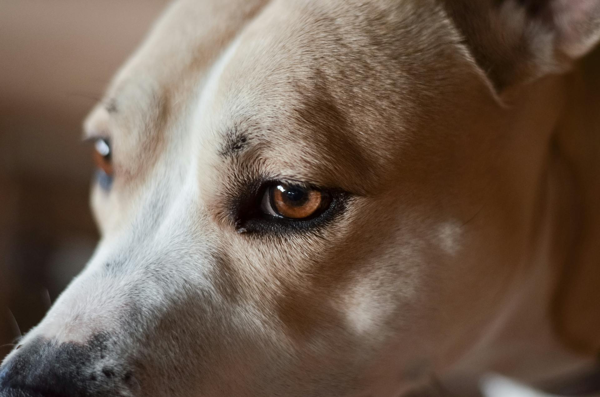 Close Up Photo of Adult Tan Dog