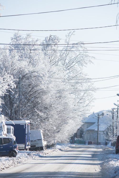 Free A serene winter urban scene with frosted trees and vehicles on a snowy street. Stock Photo