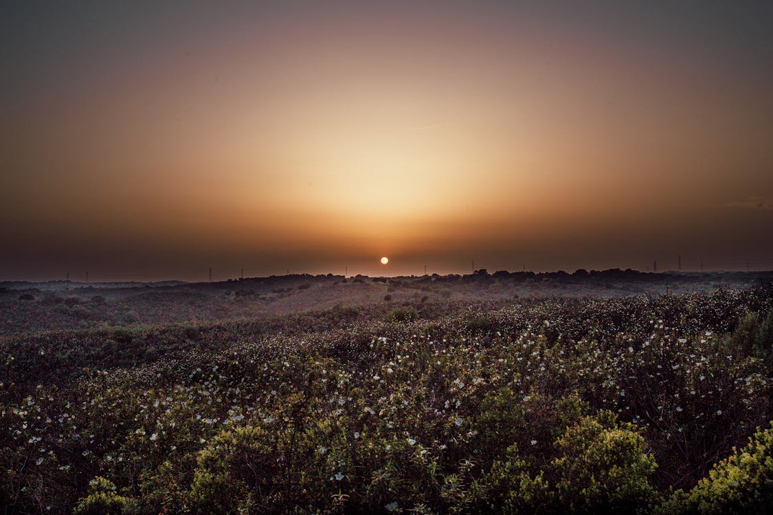 Free Photo of White Flowers during Sunset Stock Photo