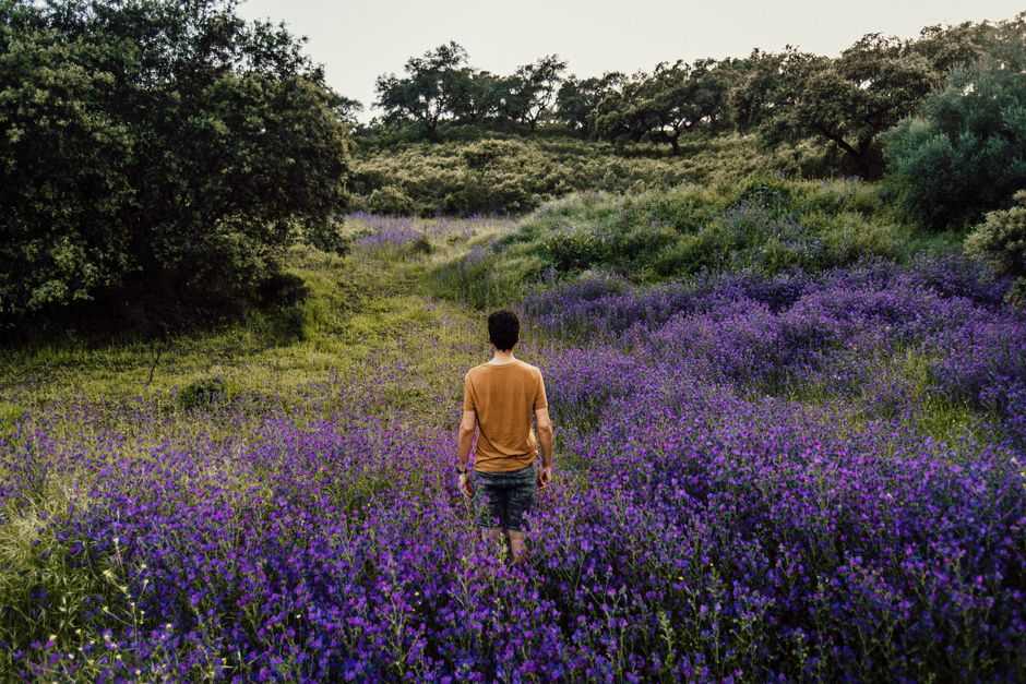 A man walks through a flourishing lavender field, surrounded by nature and trees under a clear sky.