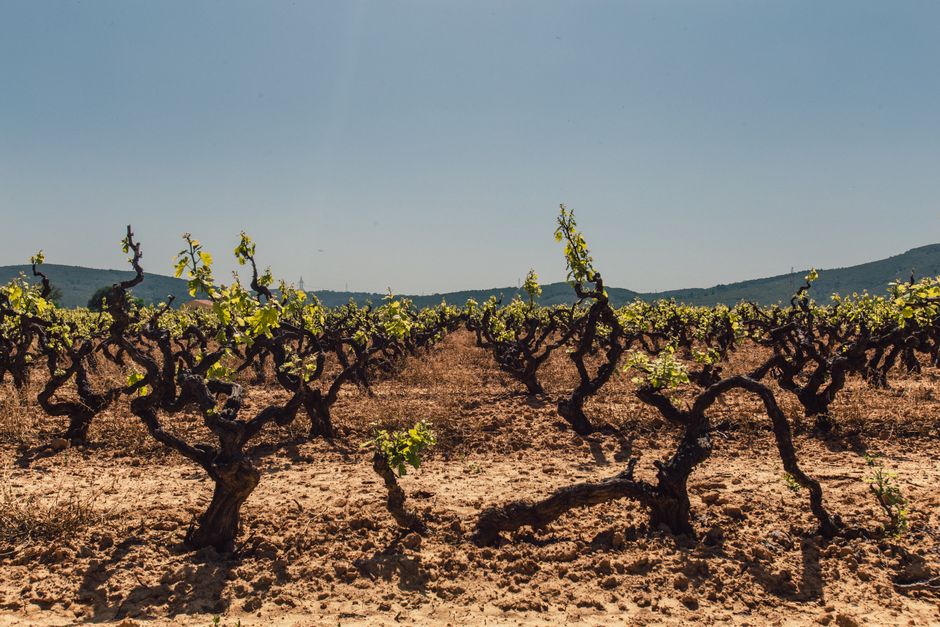 Wide shot of a vineyard with young grapevines under a clear blue sky, evoking tranquility.