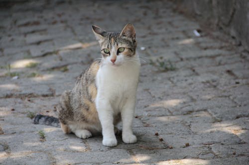 Immagine gratuita di animali carini, gatto