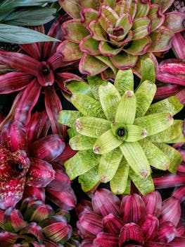 Colorful close-up of vibrant bromeliad plants showcasing nature's beauty in Taiwan.