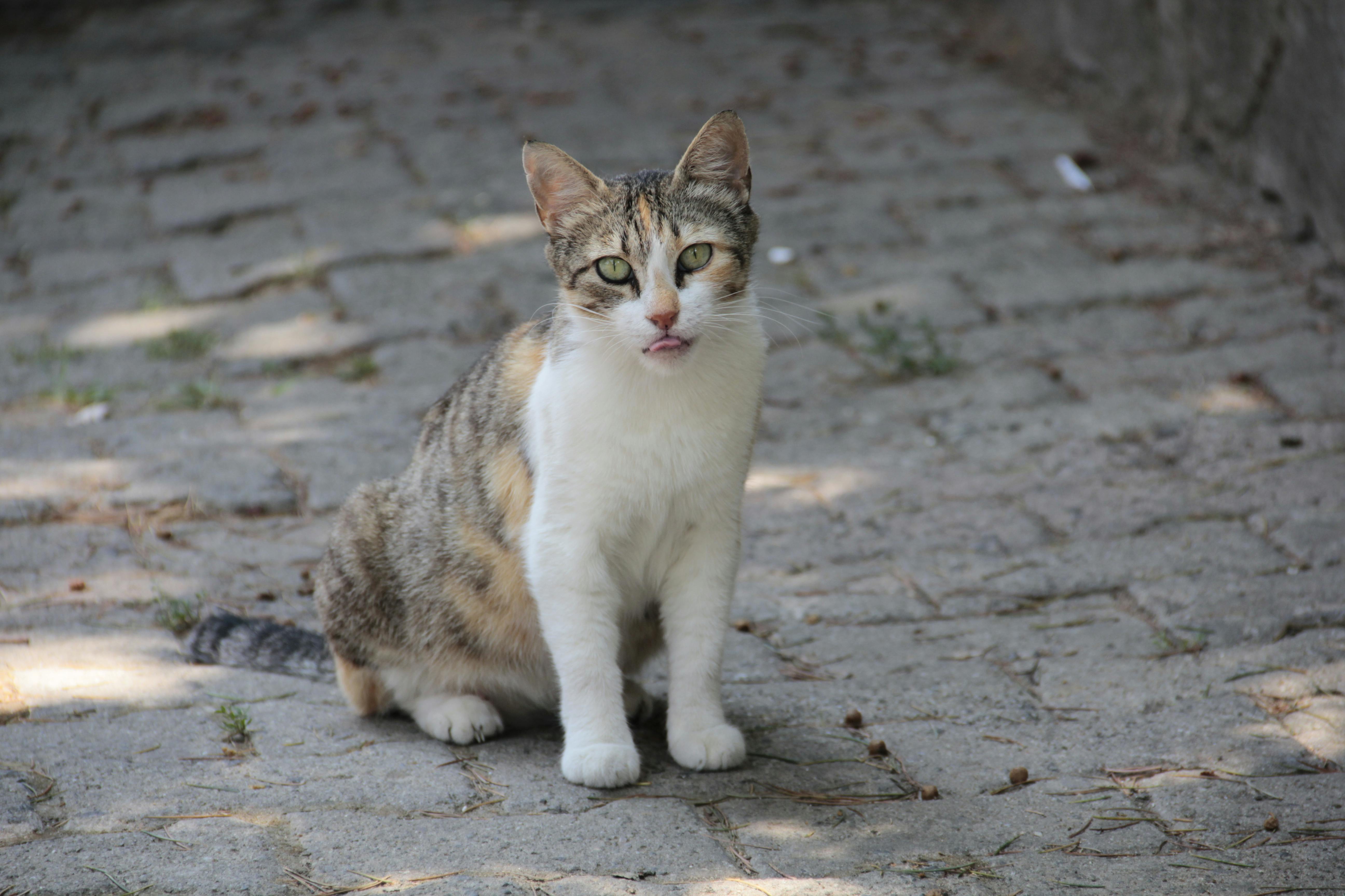 おもしろい かわいい動物 ネコの無料の写真素材