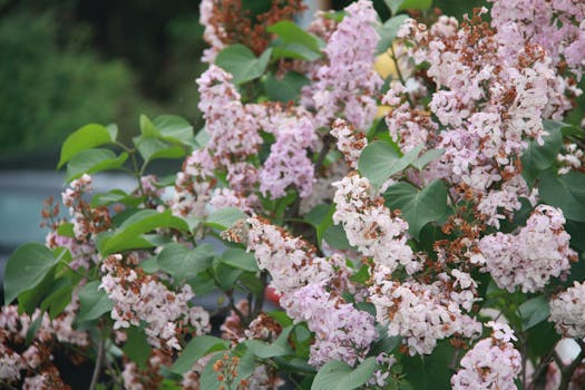 充满活力的丁香花在花园里郁郁葱葱的绿叶中盛开着
