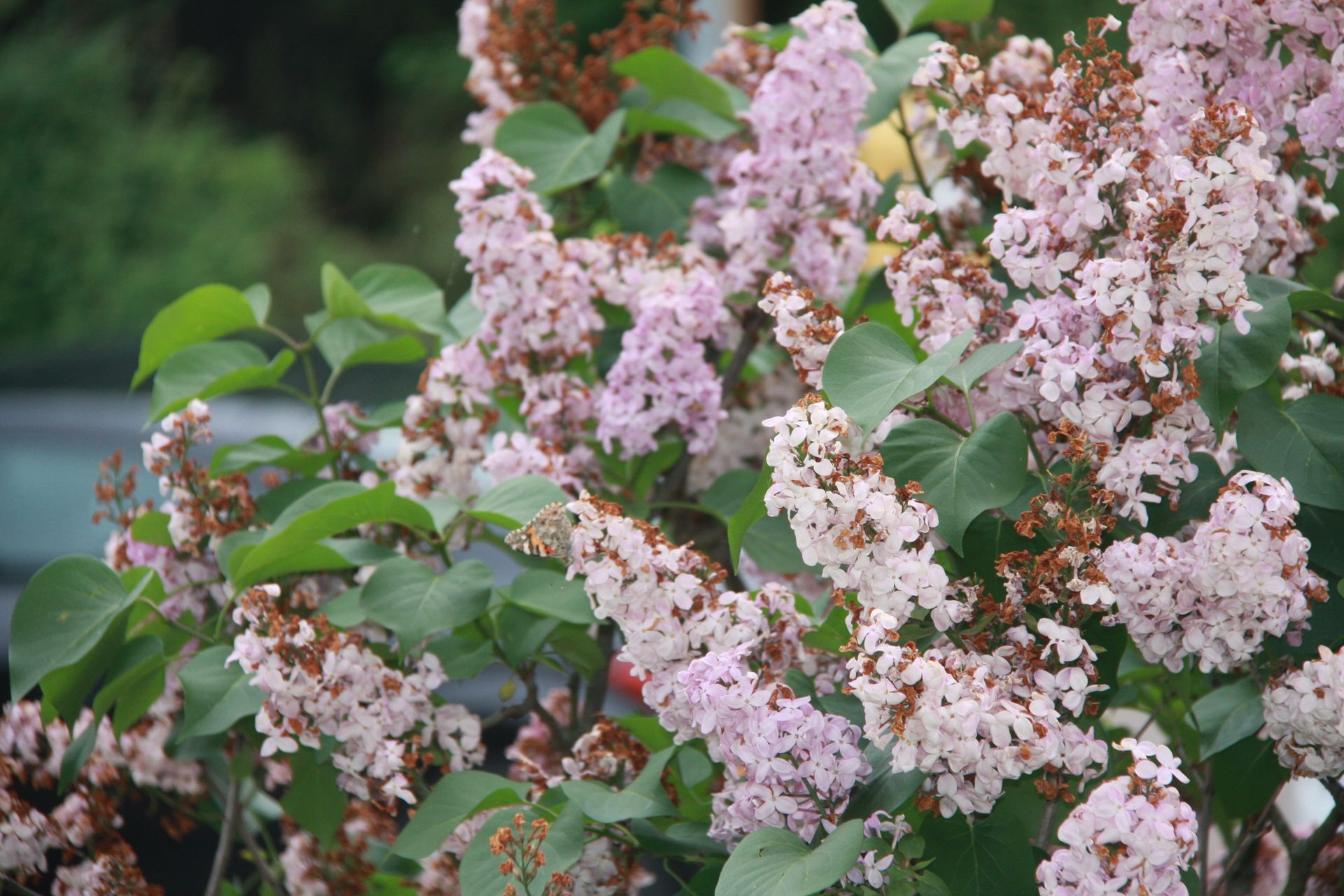 Vibrant lilac flowers blooming amidst lush green foliage in a garden.