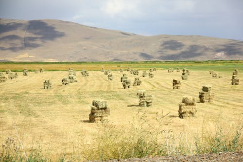 Immagine gratuita di agricoltori, azienda agricola, lavoro