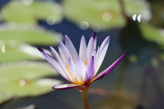 Captivating close-up of a vibrant water lily in bloom with serene pond background.