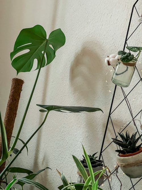 Potted Plants Near a White Wall