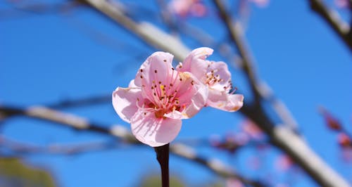 Fotografi Fokus Selektif Bunga Sakura Merah Muda