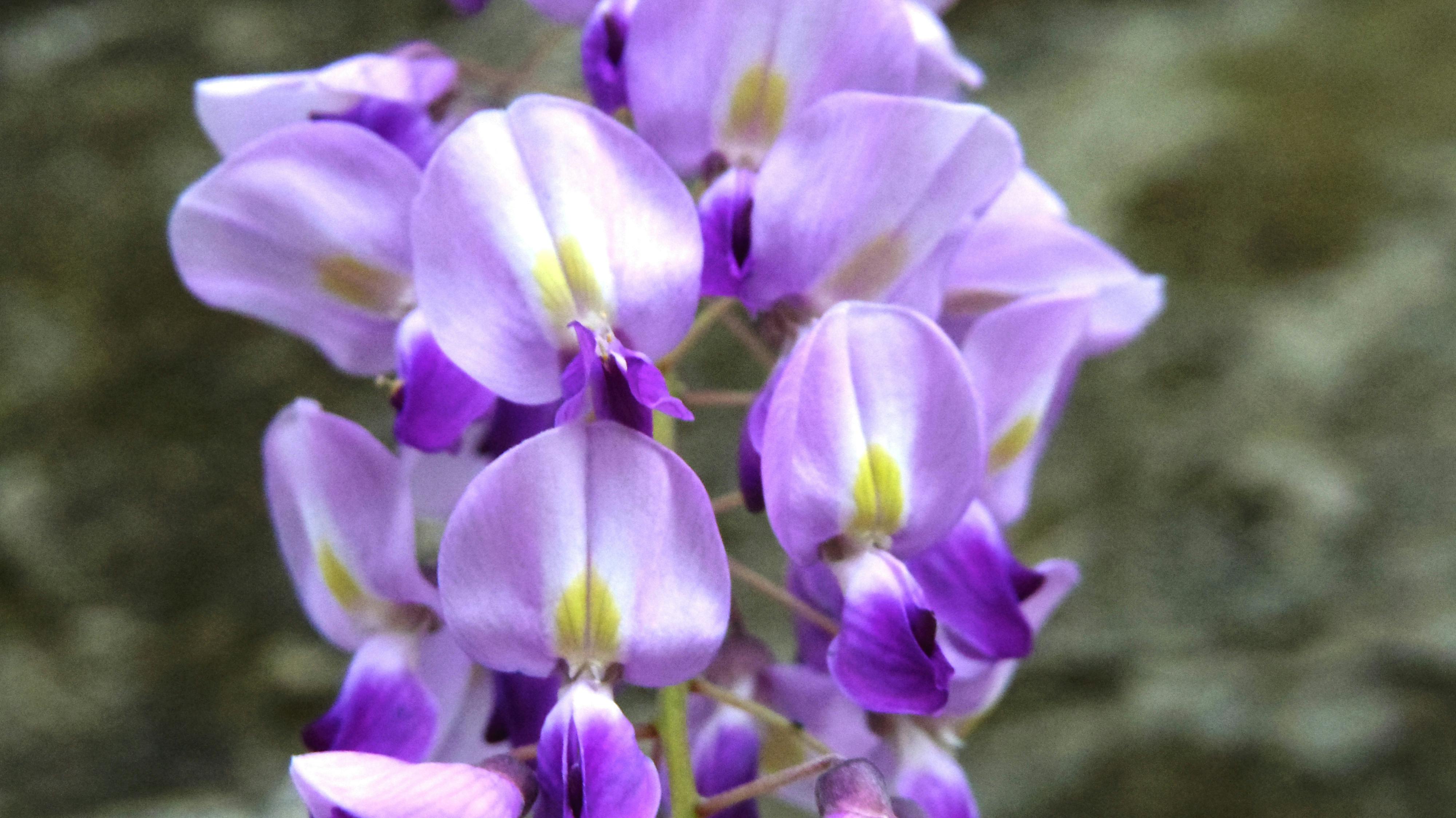 Free stock photo of flowers, wisteria