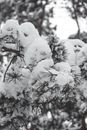 Tree Leaves Covered in Snow