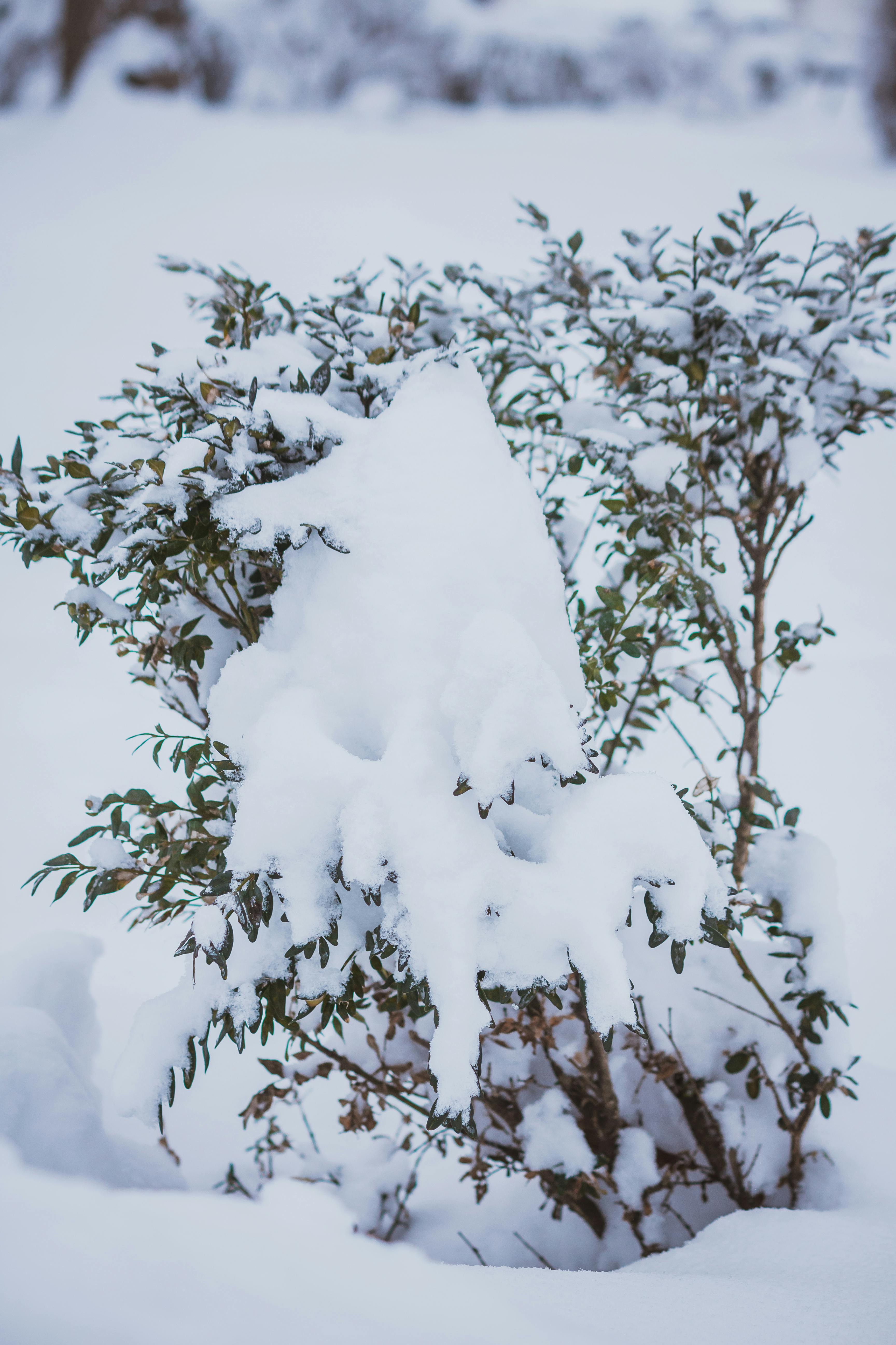 Plant Covered in Snow · Free Stock Photo