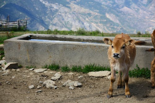 Immagine gratuita di acqua, ambiente, azienda agricola