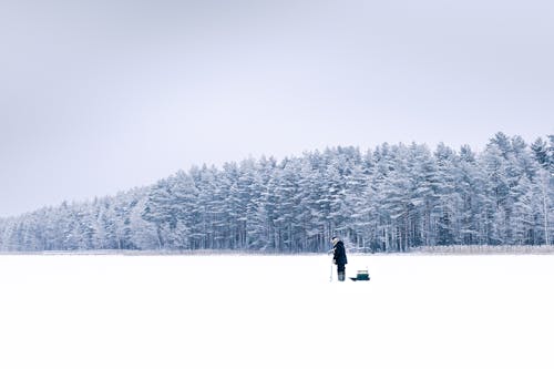 Photos gratuites de arbre, blanc, brouillard