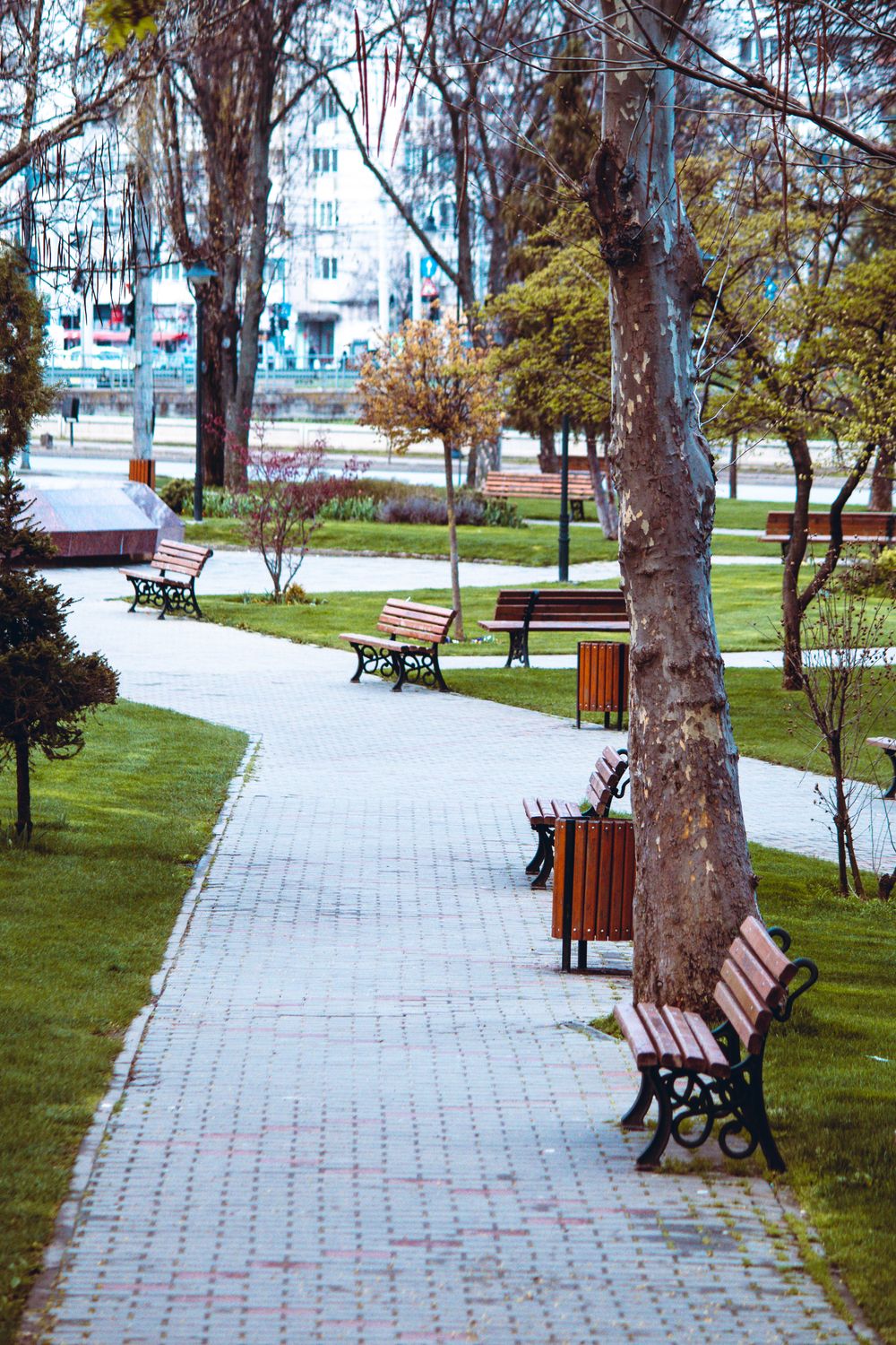 Photo of a Park with Trees and Benches · Free Stock Photo