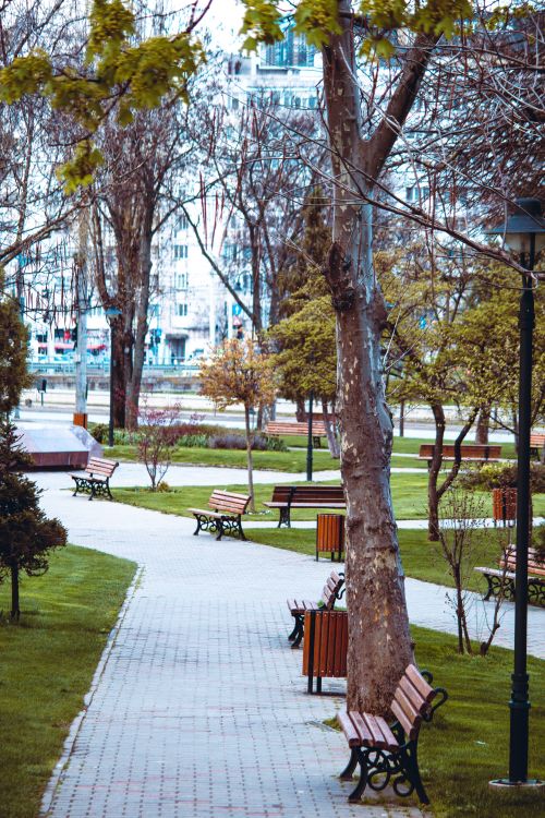Wooden Benches in a Park · Free Stock Photo