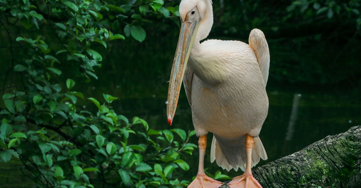Photo of Gabon